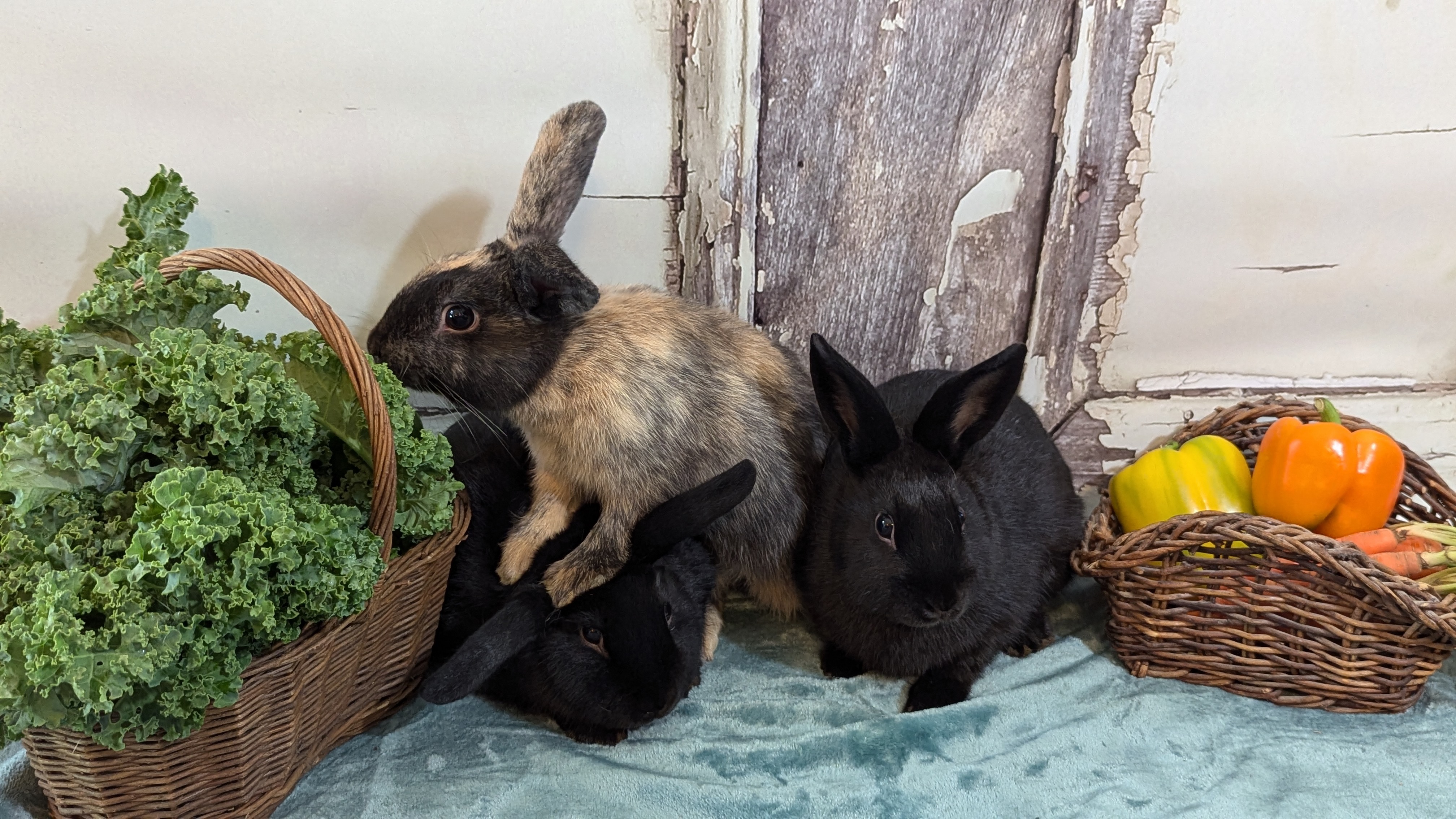 Rupert, Spike, and Angel photo 3