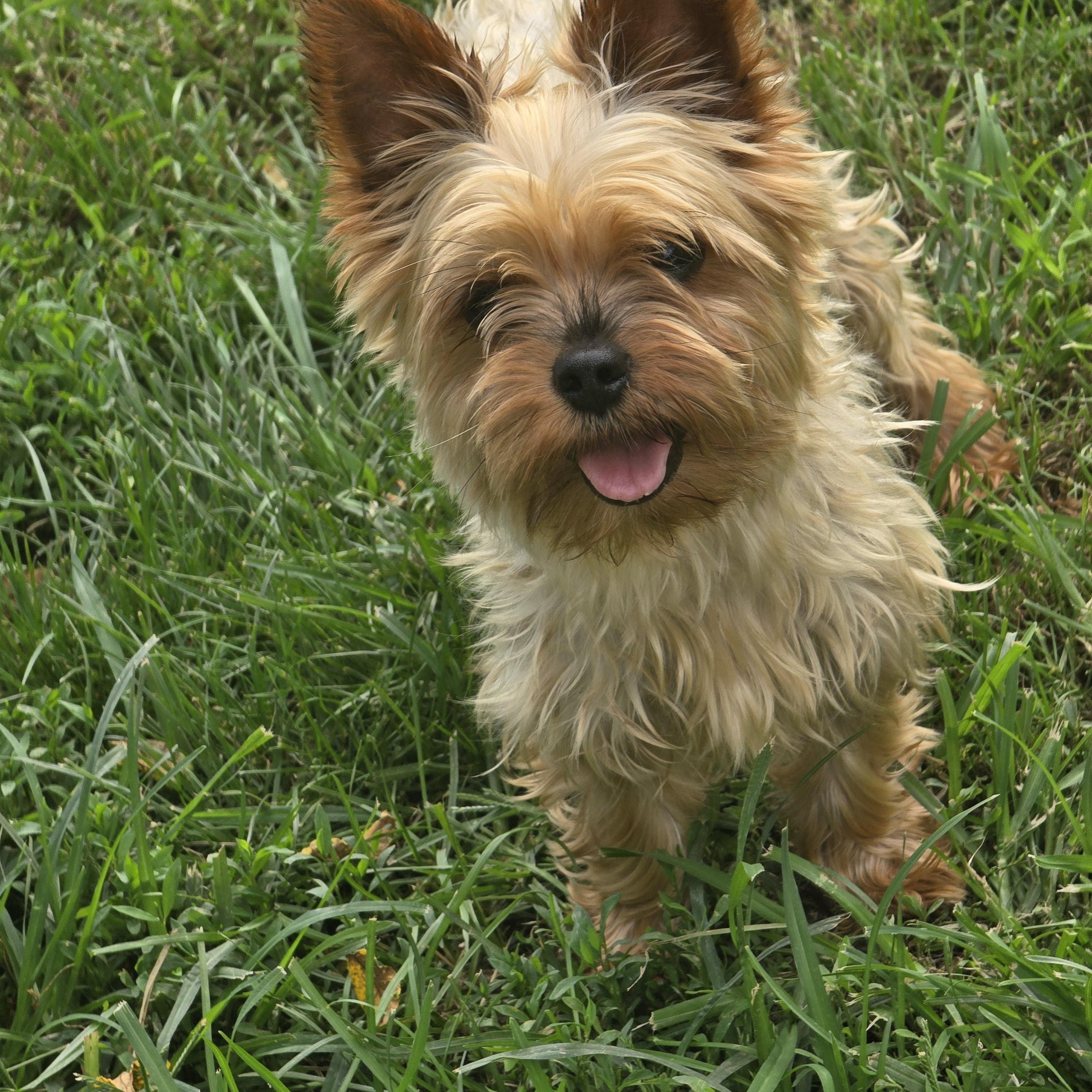 Enlarge Sisney, a ADOPTABLE Yorkshire Terrier in Zaleski, OH image 1/1