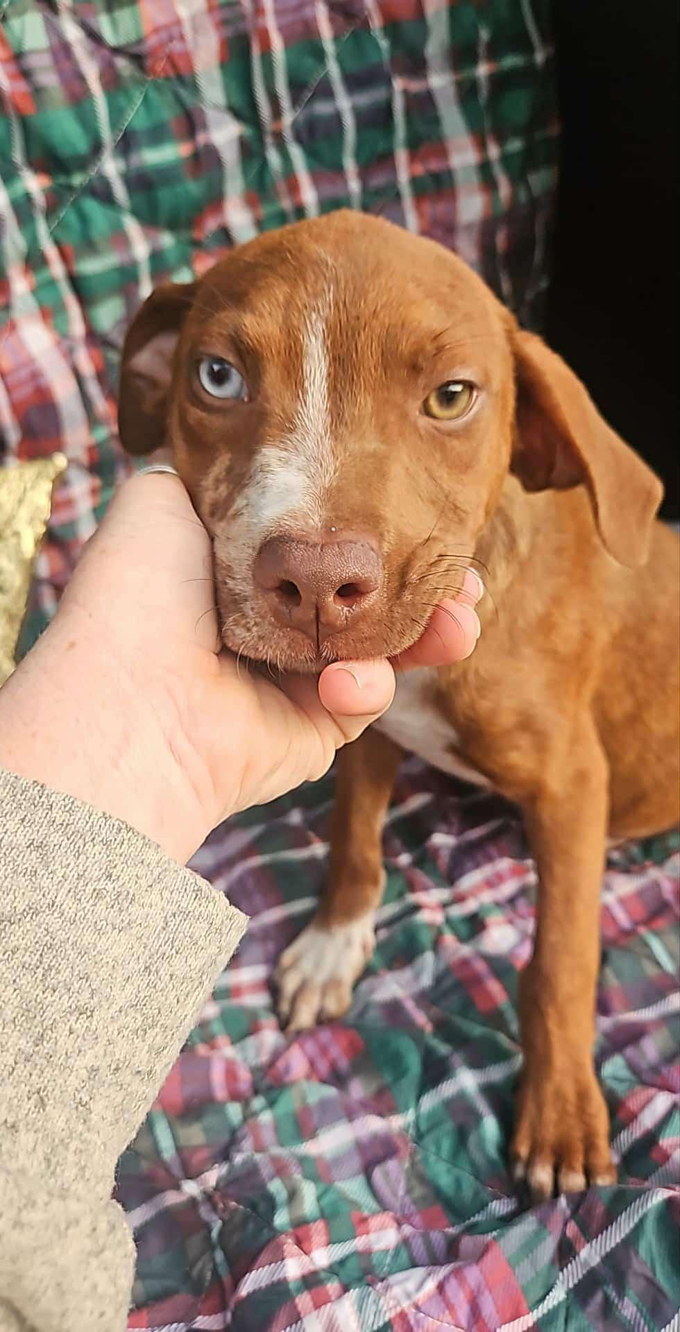 Enlarge Ivan Trixie, a Adoptable mixed breed in Wakefield, RI image 1/3