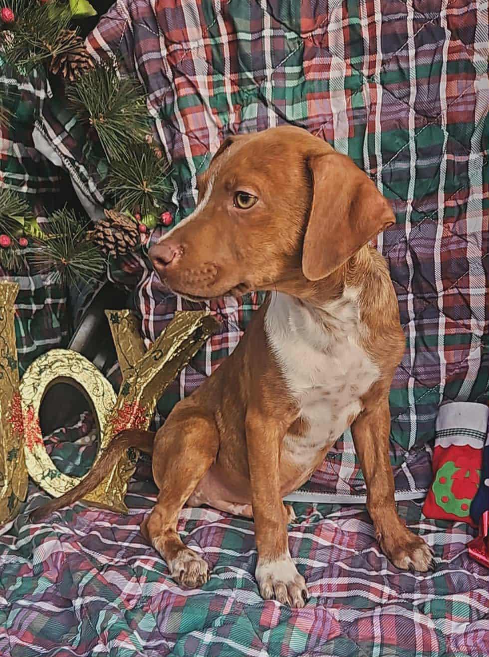 Enlarge Ivan Trixie, a Adoptable mixed breed in Wakefield, RI image 2/3