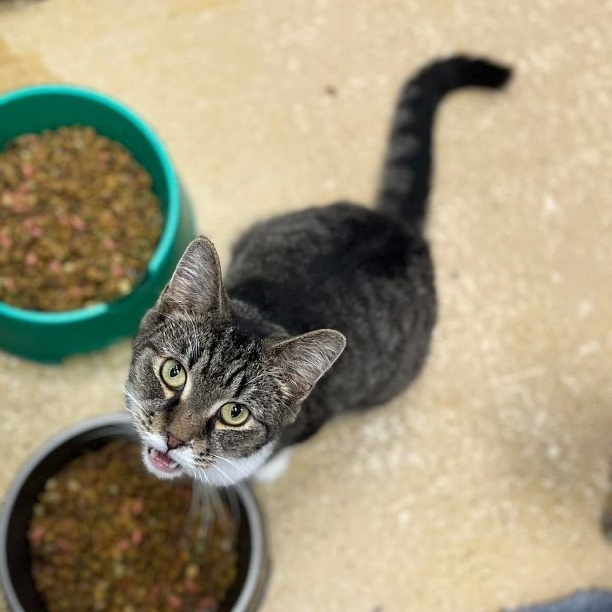 Johnny Cat, Adoptable, Adult Male American Shorthair.