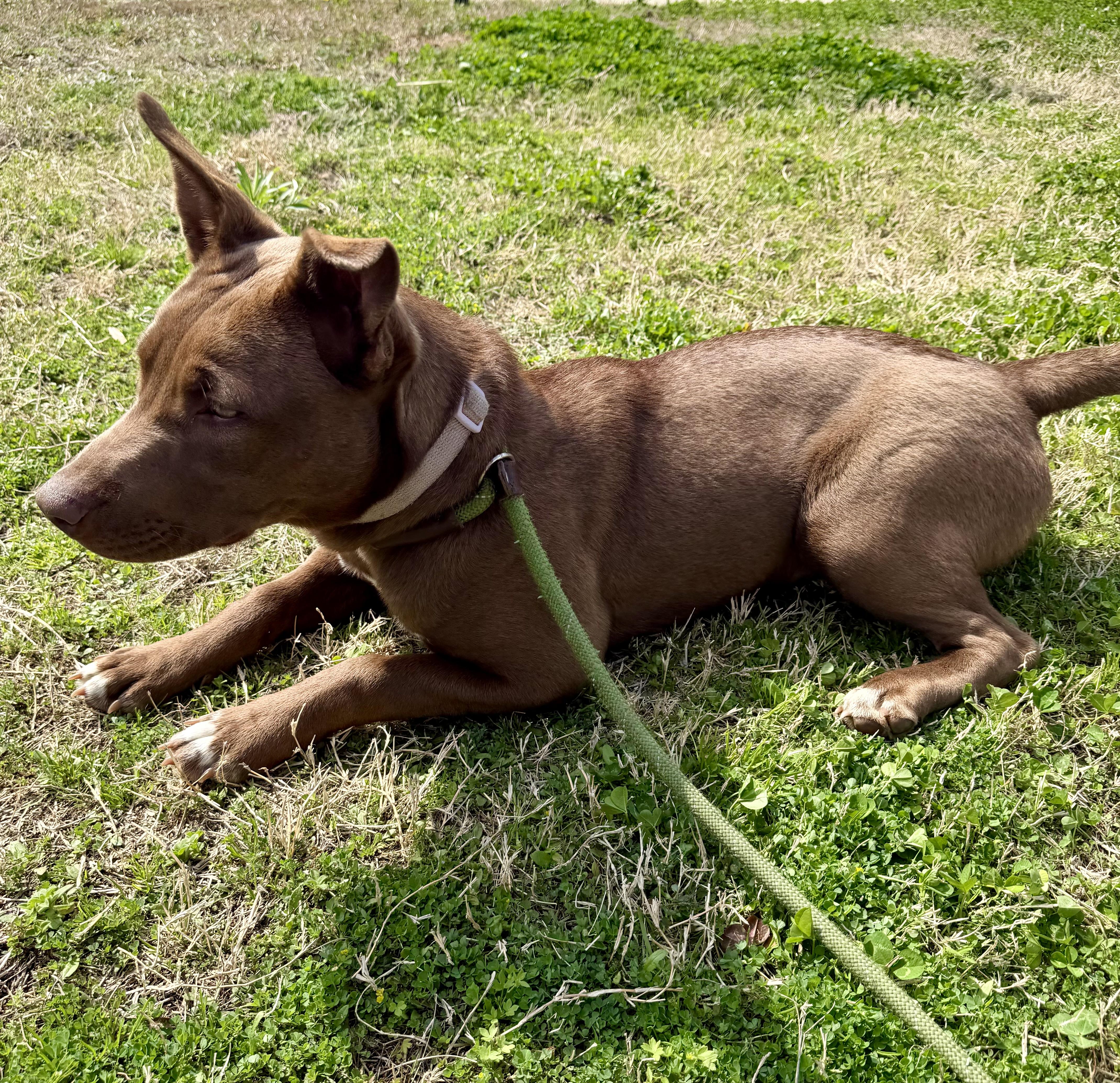 Enlarge Spice, a ADOPTABLE mixed breed in Lancaster, SC image 4/4