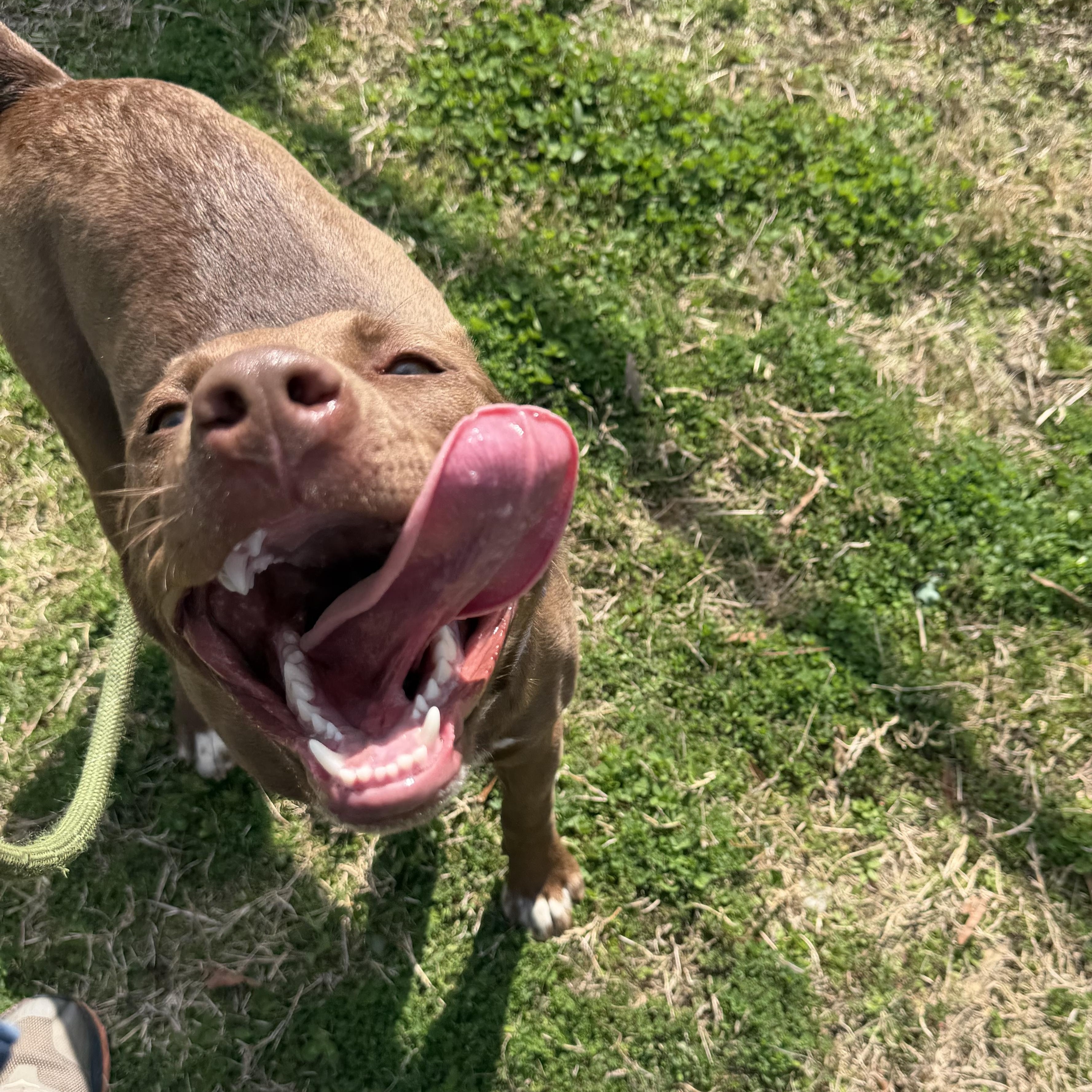 Enlarge Spice, a ADOPTABLE mixed breed in Lancaster, SC image 1/4