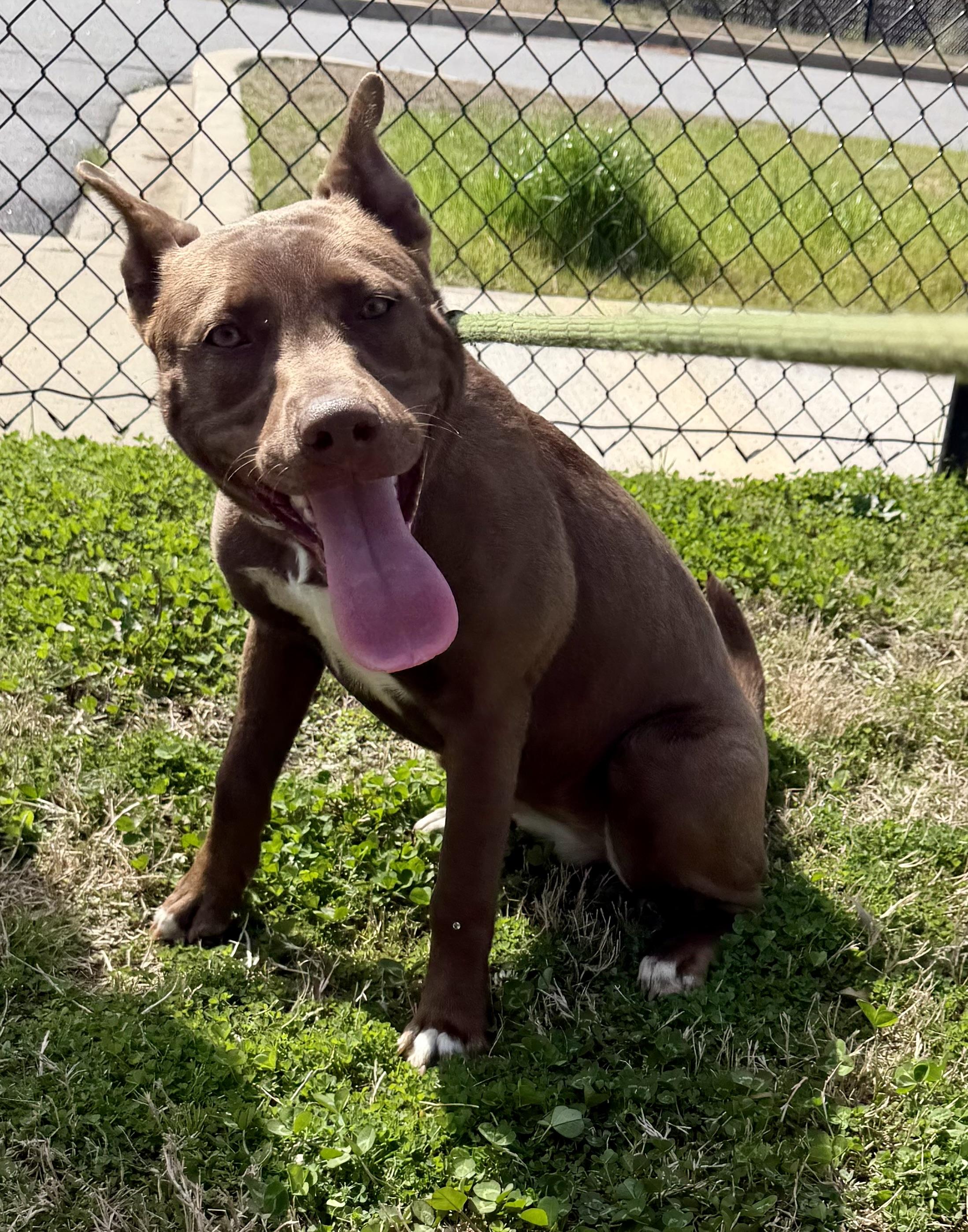 Enlarge Spice, a ADOPTABLE mixed breed in Lancaster, SC image 3/4