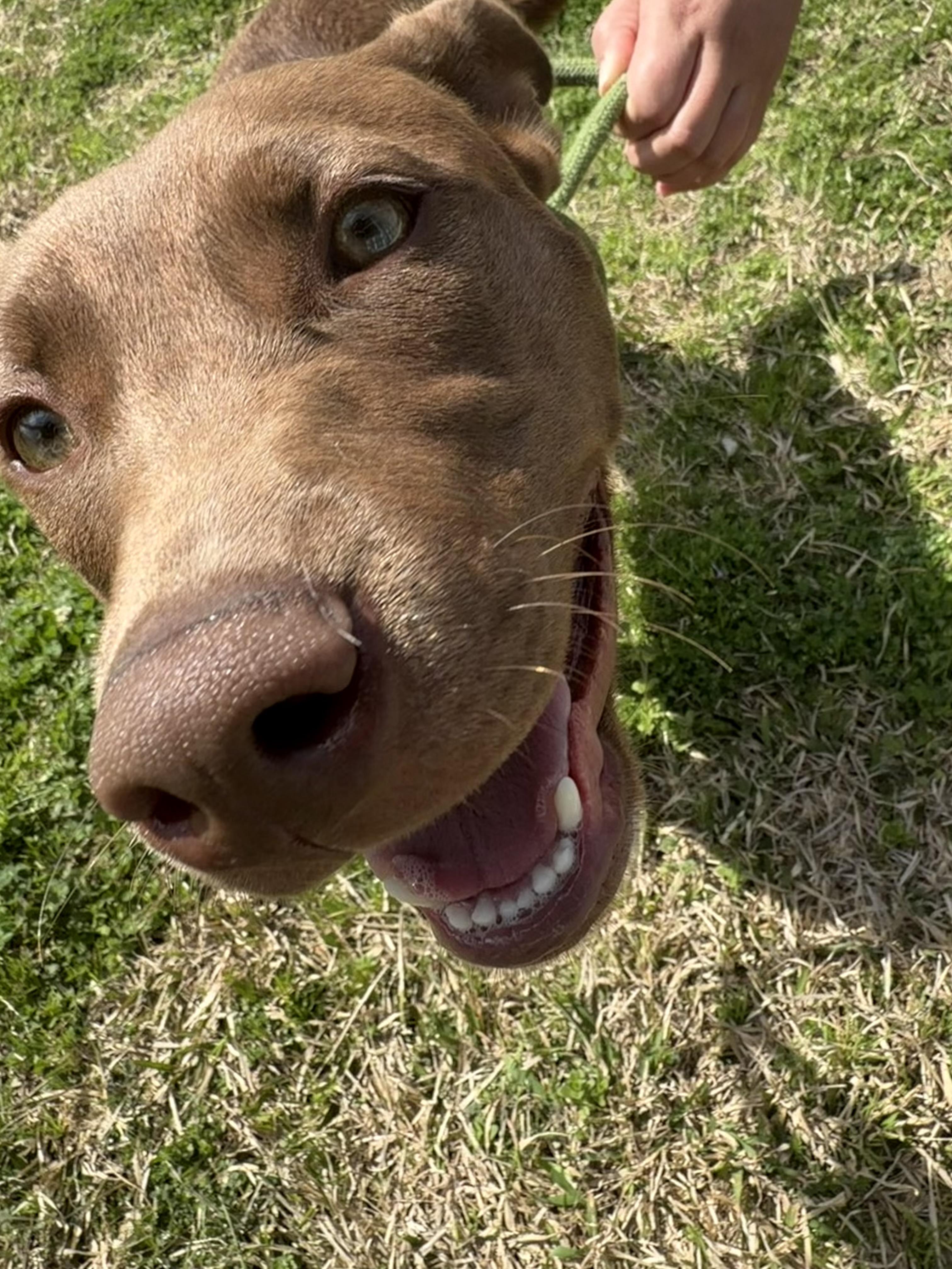 Enlarge Spice, a ADOPTABLE mixed breed in Lancaster, SC image 2/4