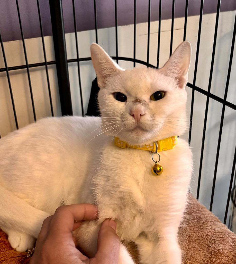 MAXON 5 Yellow, Adoptable, Young Female American Shorthair.