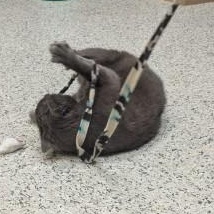 Enlarge Natalia, a Adoptable Russian Blue in Annapolis, MD image 2/5