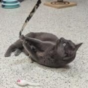Enlarge Natalia, a Adoptable Russian Blue in Annapolis, MD image 3/5
