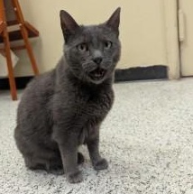Enlarge Natalia, a Adoptable Russian Blue in Annapolis, MD image 1/5