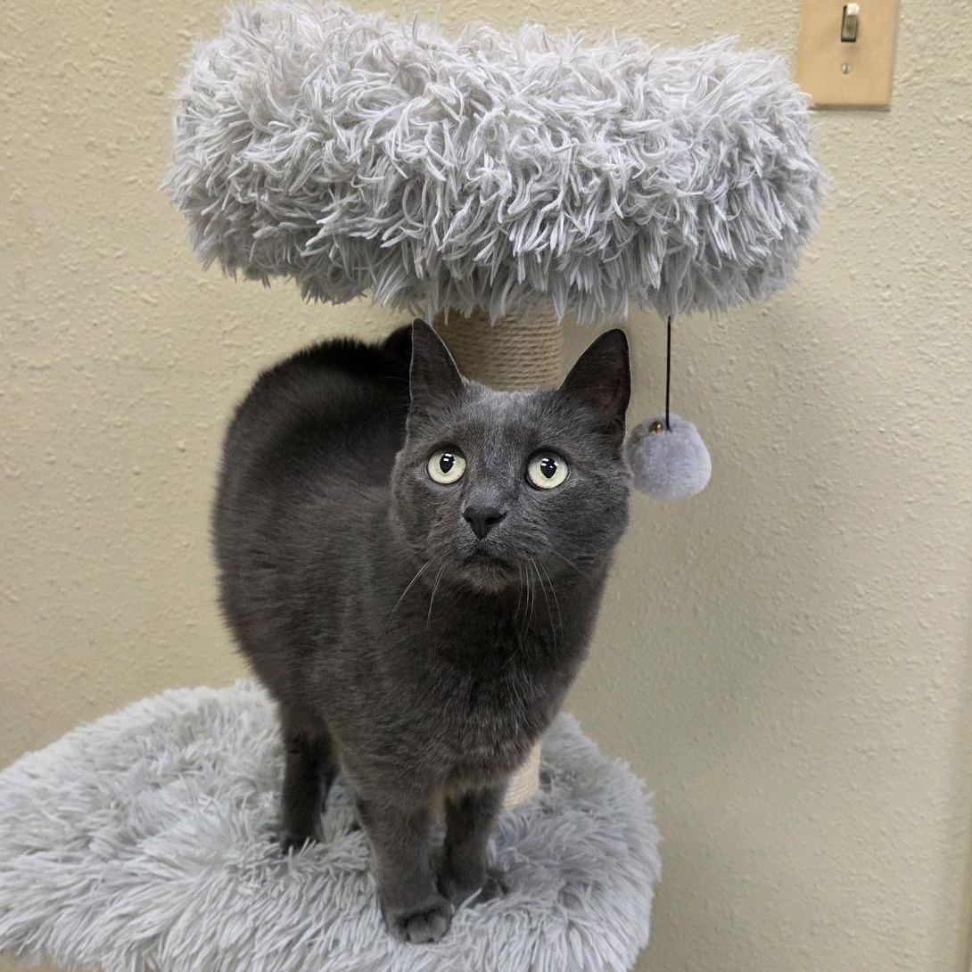 Enlarge Natalia, an adopted Russian Blue in Annapolis, MD image 1/6
