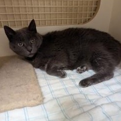 Enlarge Natalia, a Adoptable Russian Blue in Annapolis, MD image 5/5
