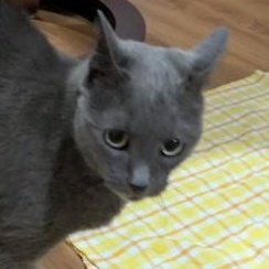 Enlarge Natalia, a Adoptable Russian Blue in Annapolis, MD image 4/5