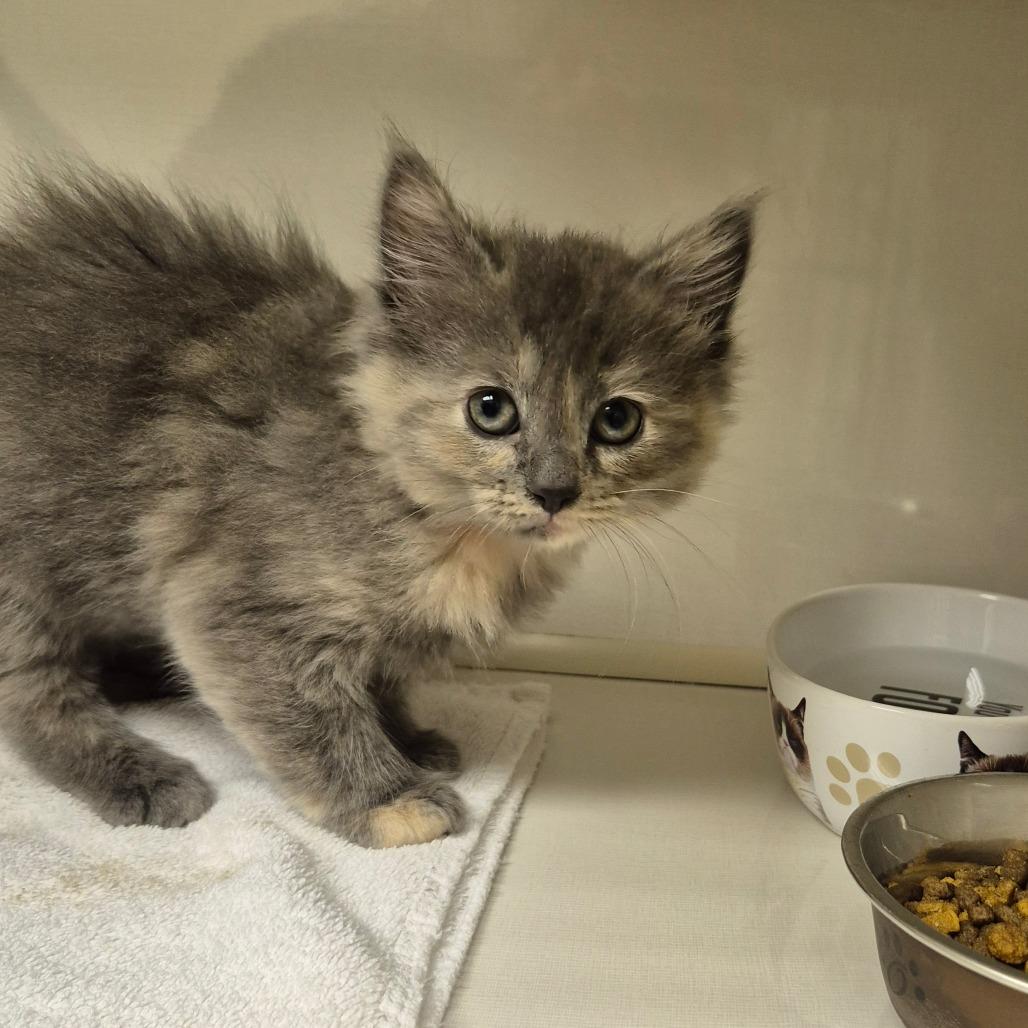 Muffin, a Adoptable Domestic Medium Hair in Drumheller, AB image 2/2