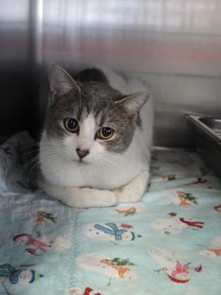 Peonie, ADOPTABLE, Young Female Domestic Short Hair.