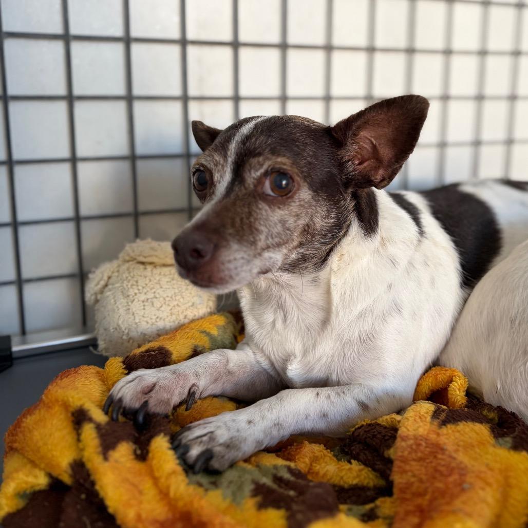 Chalupa, Adoptable, Adult Female Jack Russell Terrier & Chihuahua.