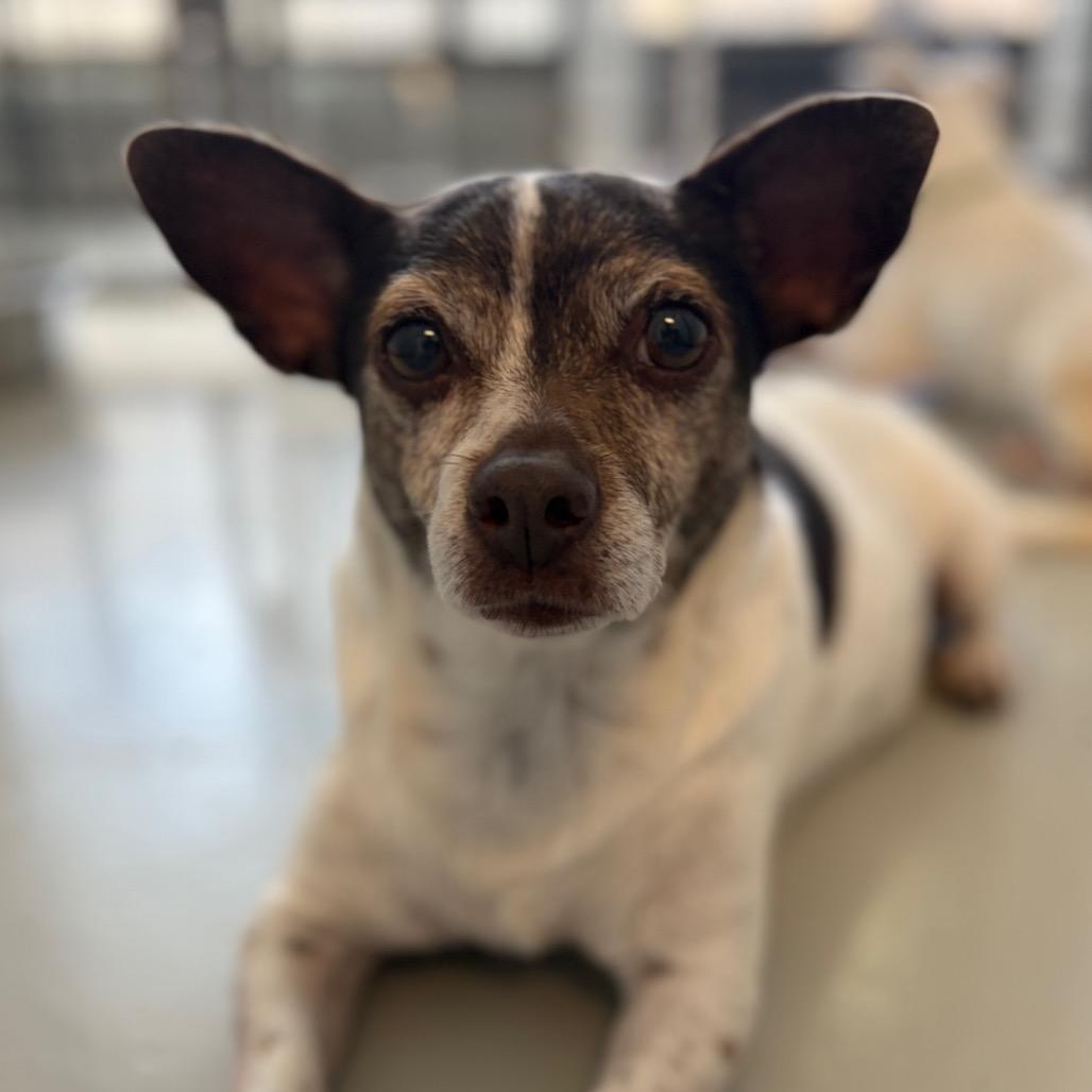 Enlarge Chalupa, a Adoptable mixed breed in Chico, CA image 2/6