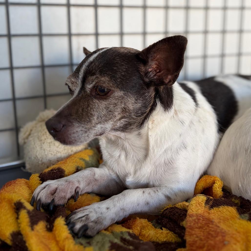 Enlarge Chalupa, a Adoptable mixed breed in Chico, CA image 3/6