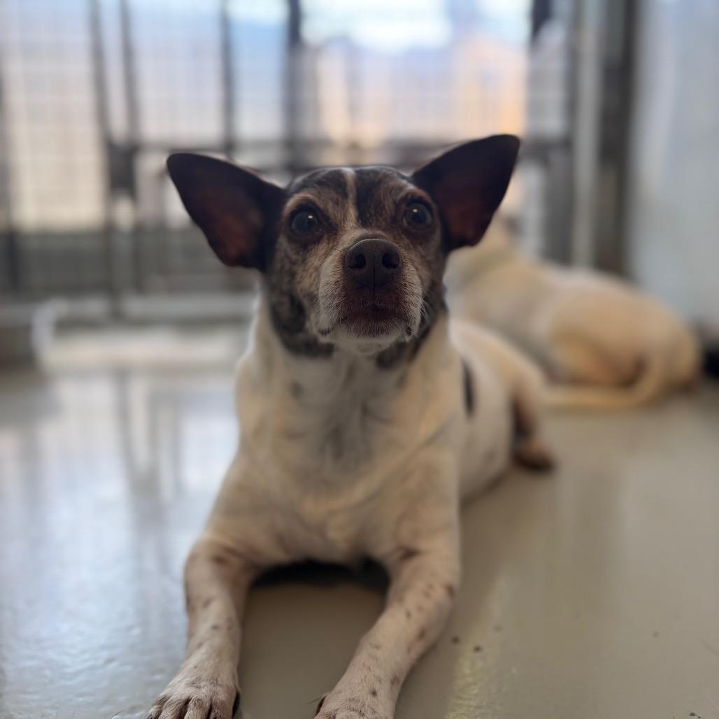 Enlarge Chalupa, a Adoptable mixed breed in Chico, CA image 4/6
