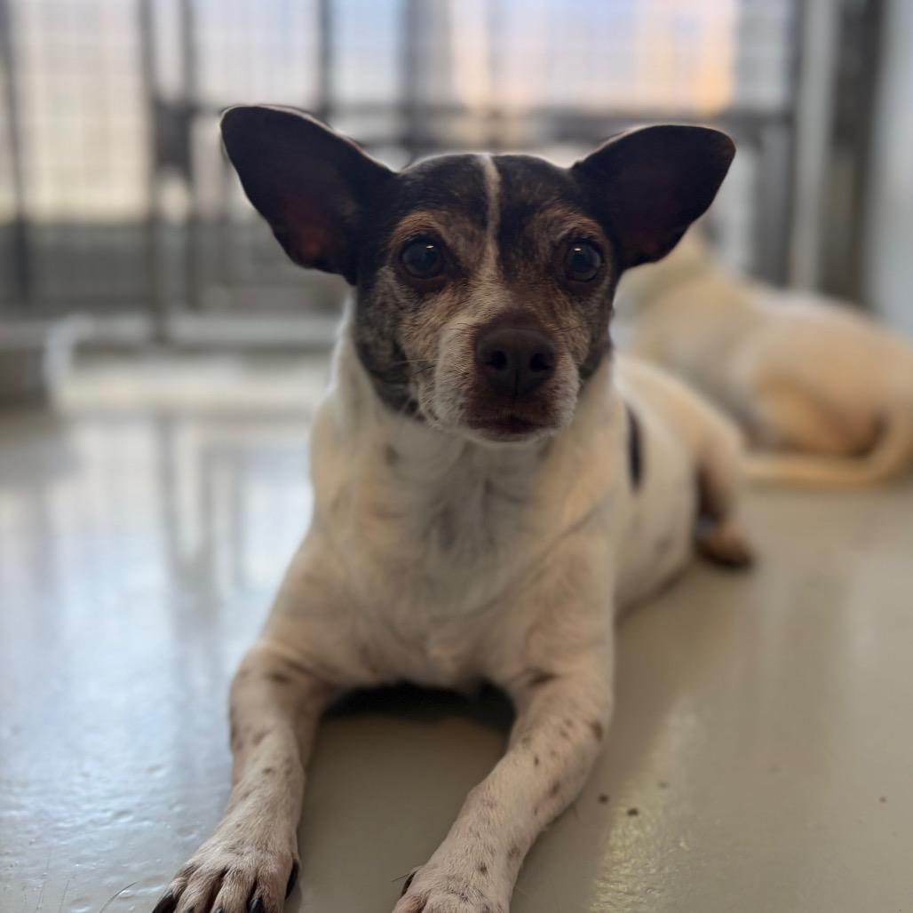 Enlarge Chalupa, a Adoptable mixed breed in Chico, CA image 5/6