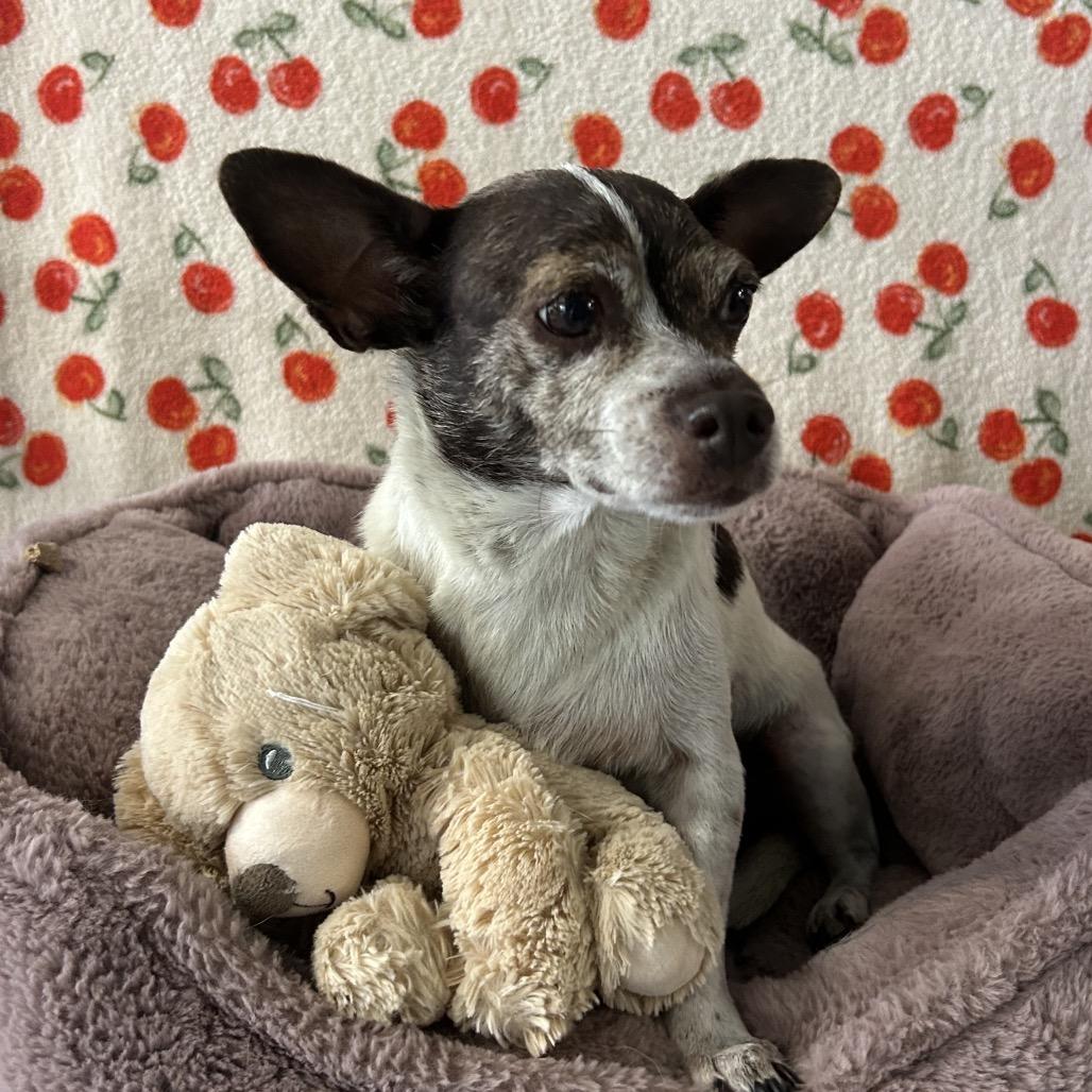 Enlarge Chalupa, a Adoptable mixed breed in Chico, CA image 6/6