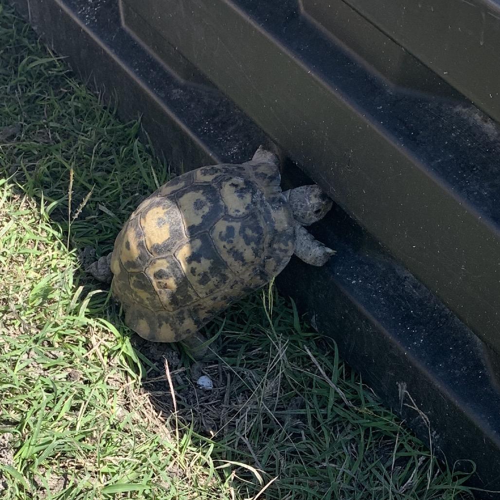 Enlarge Boris, a Adoptable Tortoise in San Marcos, TX image 1/2