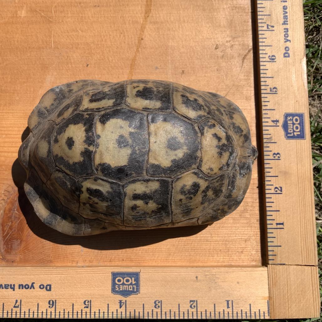 Enlarge Boris, a Adoptable Tortoise in San Marcos, TX image 2/2