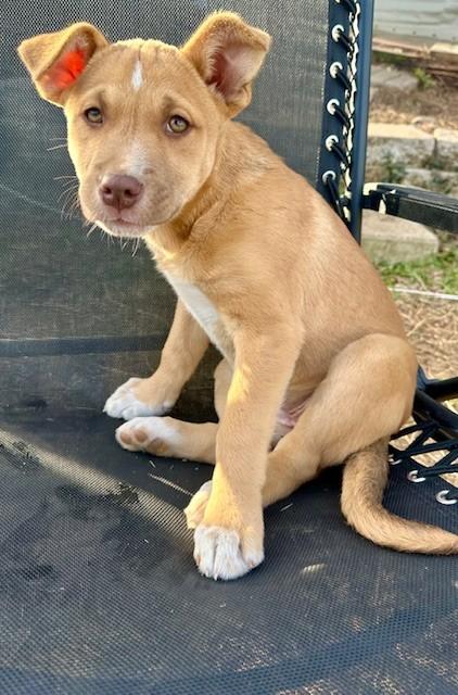 Enlarge Sassy, an adopted mixed breed in Virginia Beach, VA image 2/5