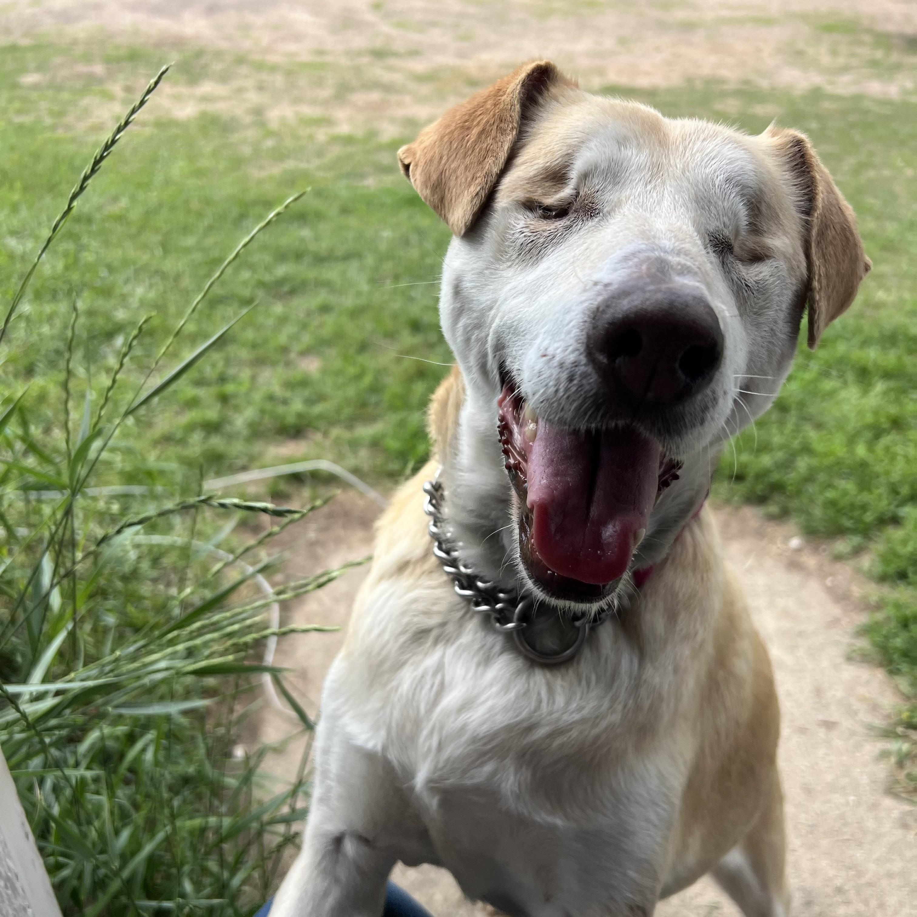 Stevie, a Adoptable mixed breed in South Saint Paul, MN image 5/5