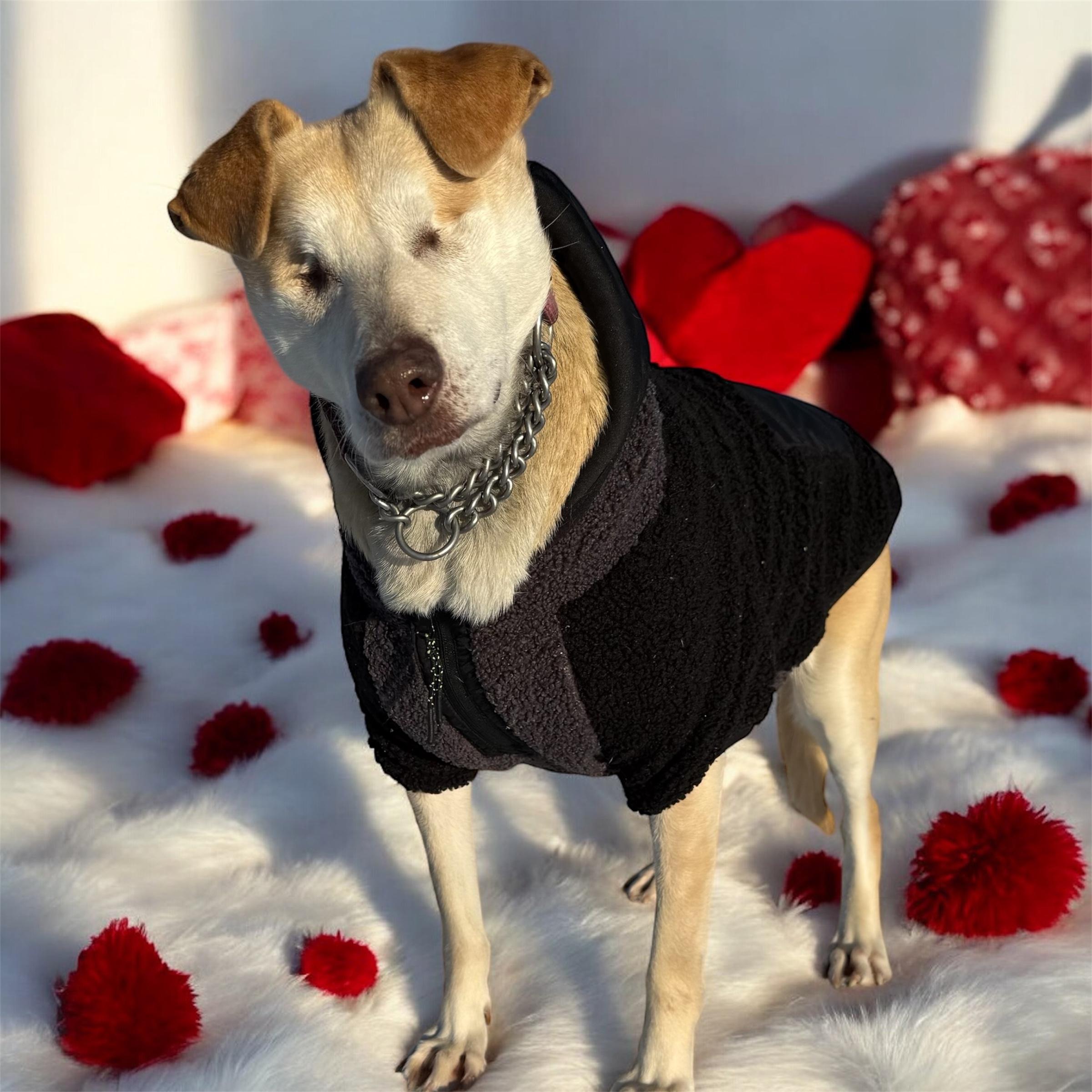 Enlarge Stevie, a Adoptable mixed breed in South Saint Paul, MN image 2/6