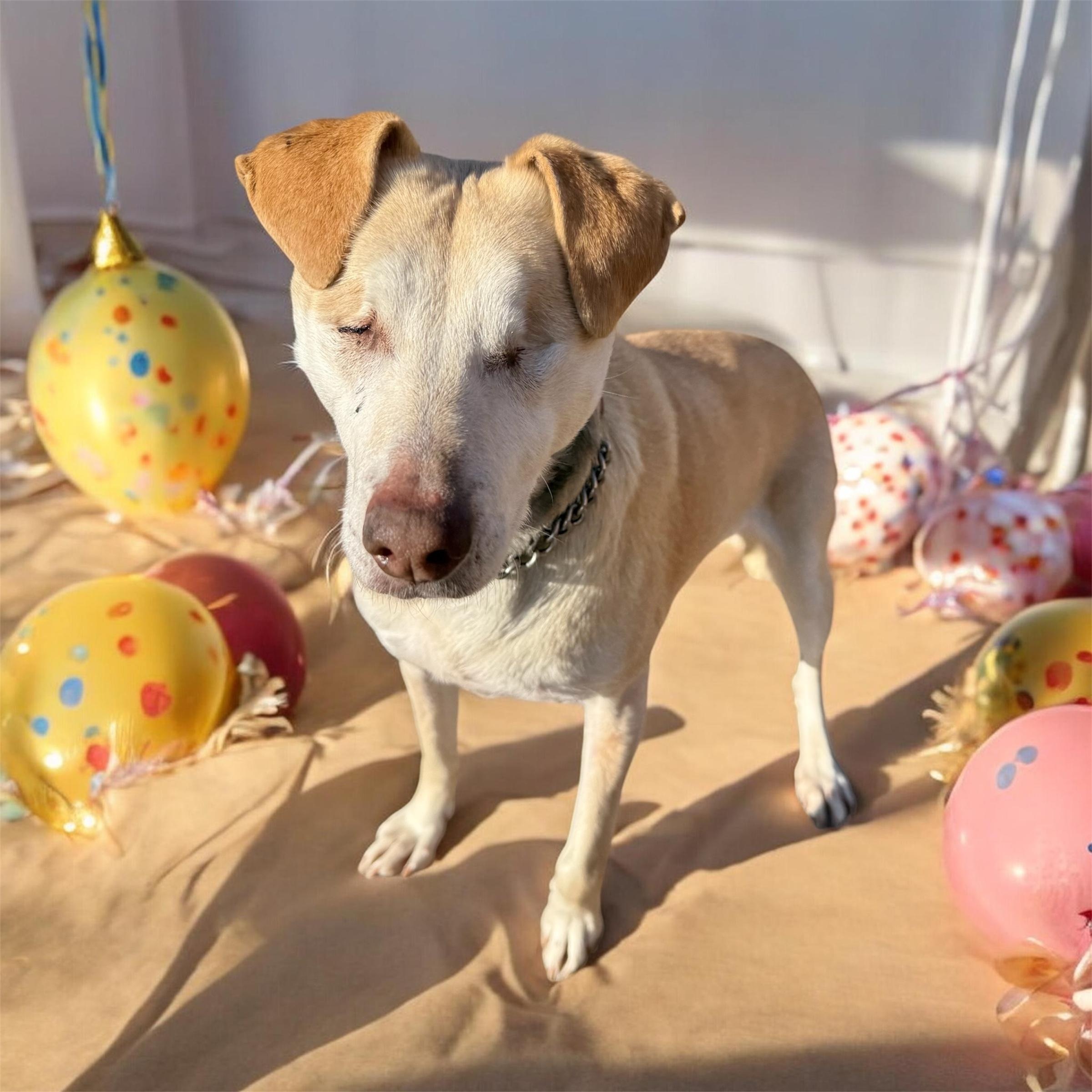 Stevie, Adoptable, Adult Female Yellow Labrador Retriever & Labrador Retriever.