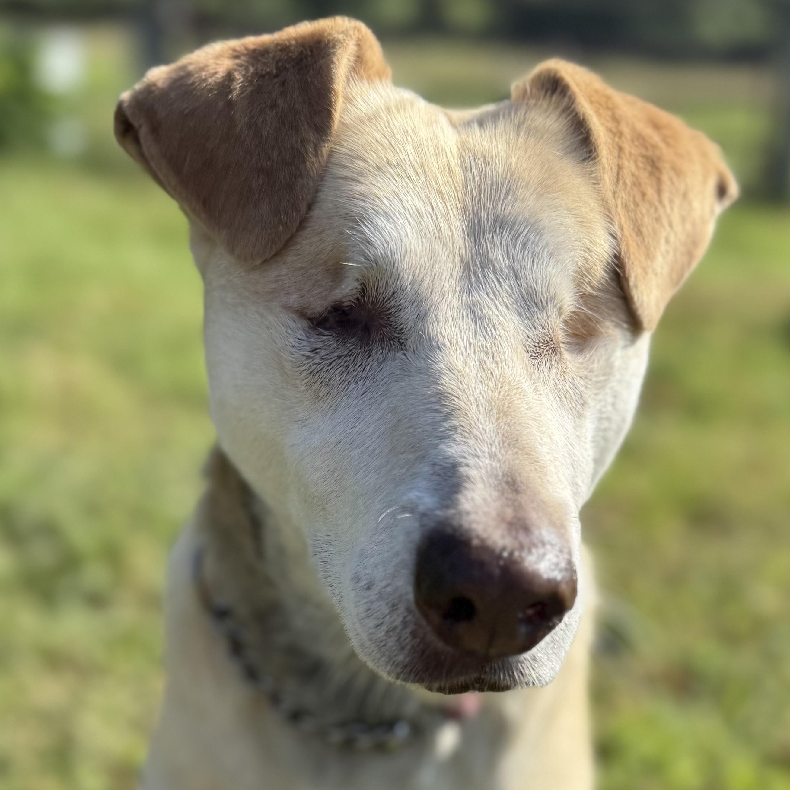 Stevie, a Adoptable mixed breed in South Saint Paul, MN image 3/5