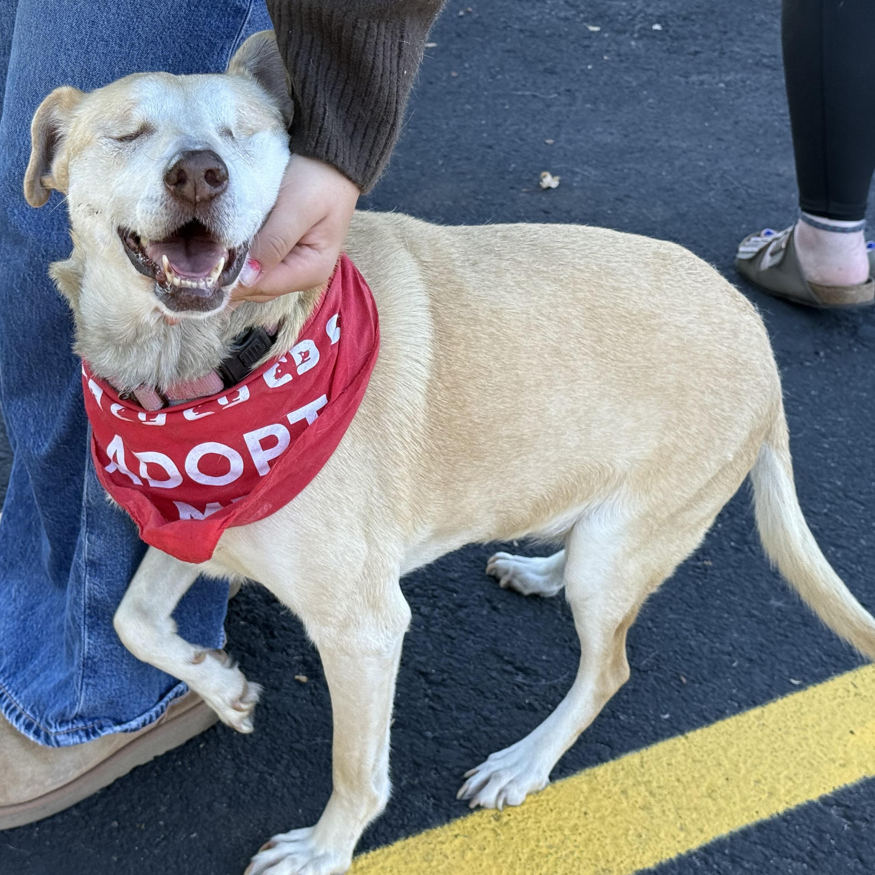 Stevie, a Adoptable mixed breed in South Saint Paul, MN image 2/5