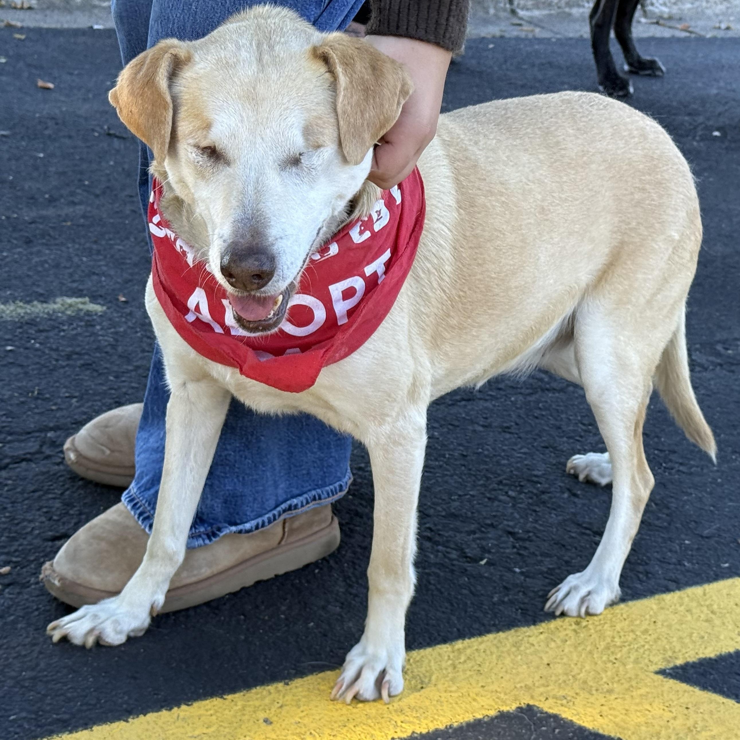 Stevie, a Adoptable mixed breed in South Saint Paul, MN image 1/5