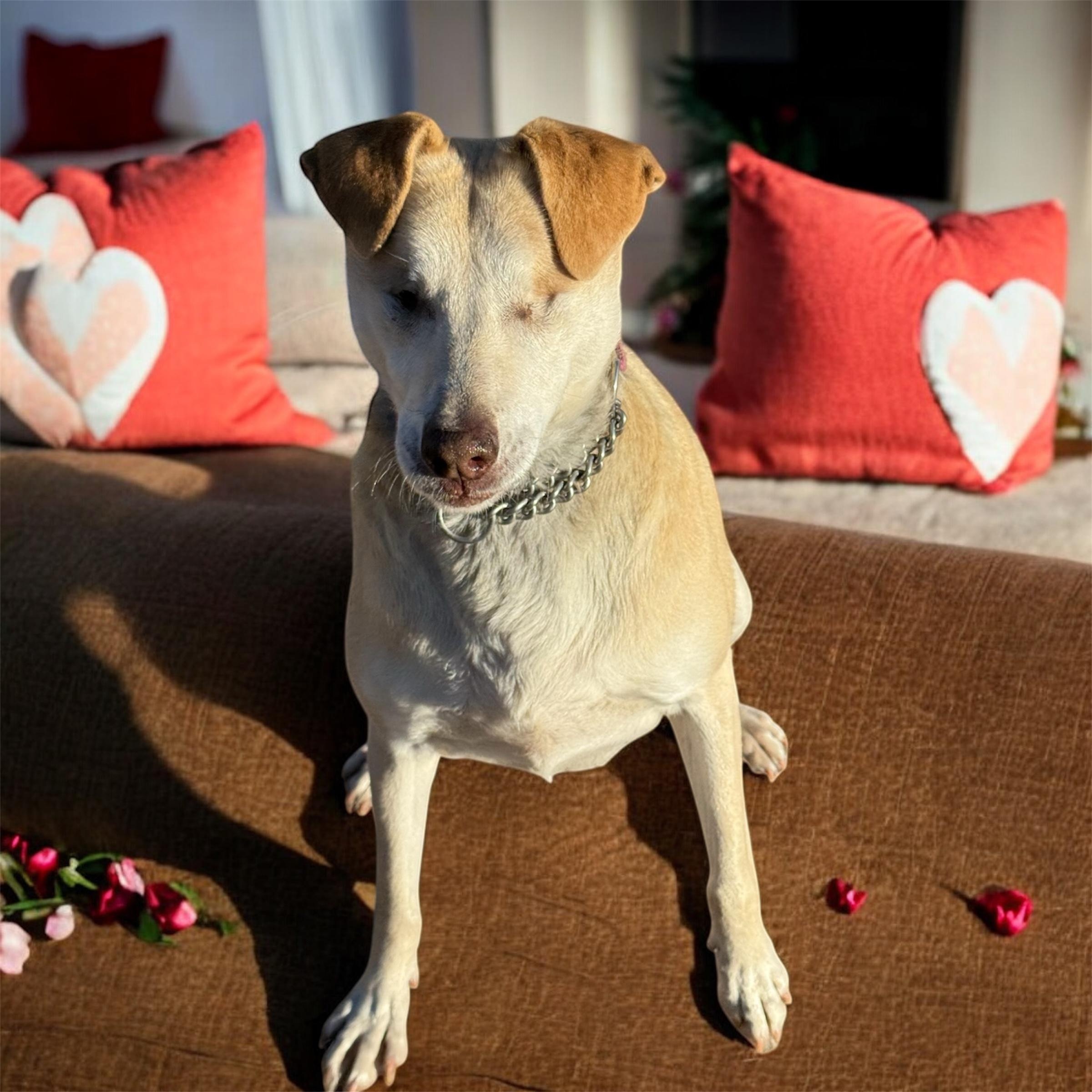 Enlarge Stevie, a Adoptable mixed breed in South Saint Paul, MN image 3/6