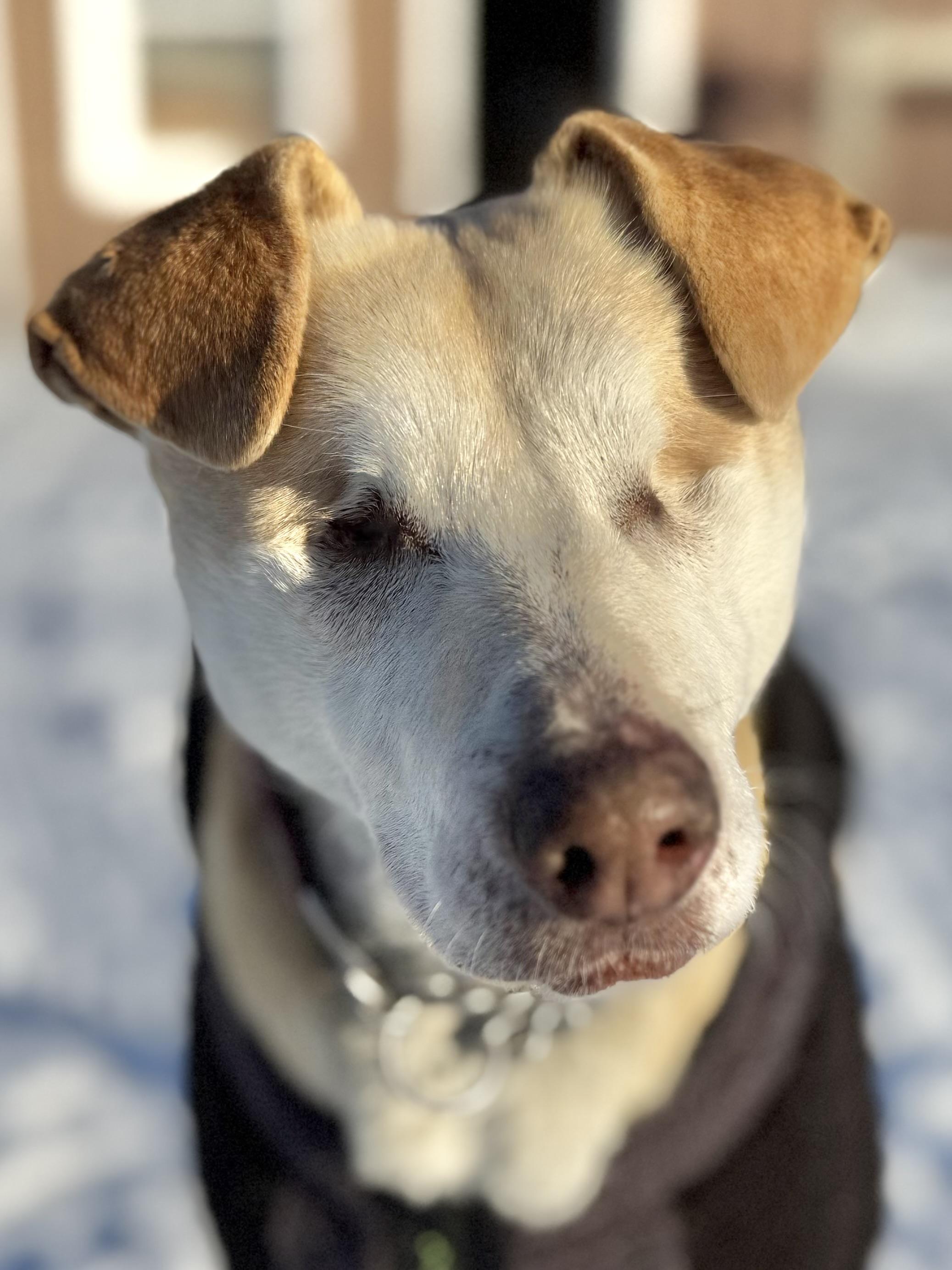 Enlarge Stevie, a Adoptable mixed breed in South Saint Paul, MN image 1/6