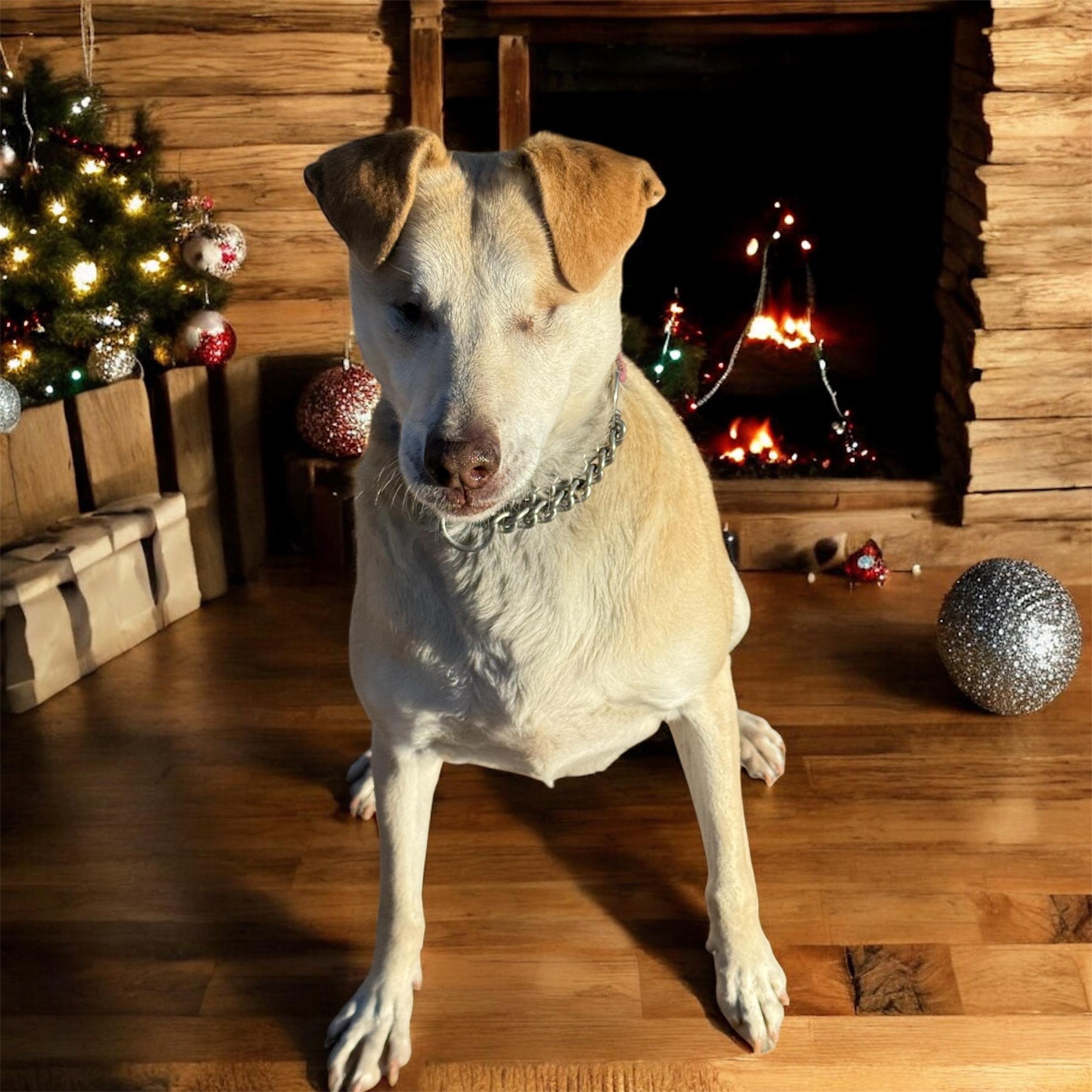 Stevie, Adoptable, Adult Female Yellow Labrador Retriever & Labrador Retriever.