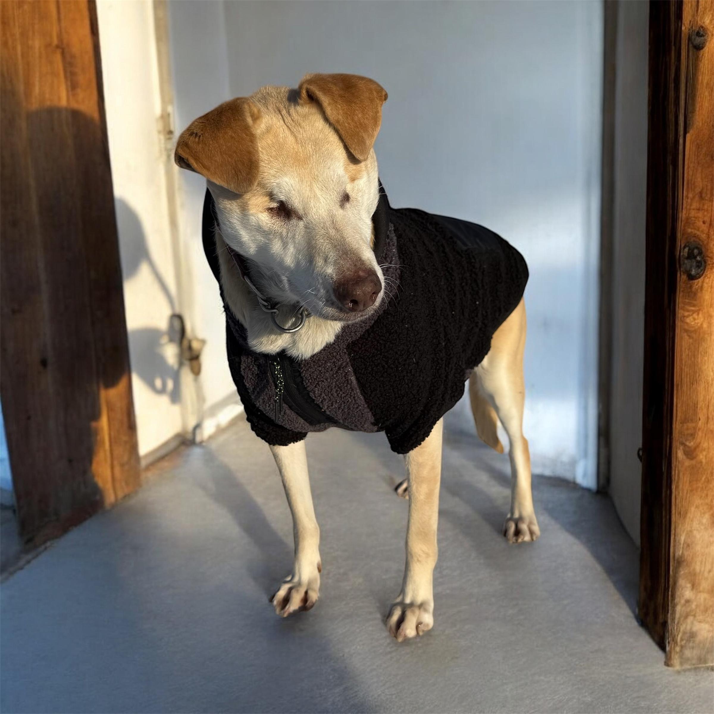 Enlarge Stevie, a Adoptable mixed breed in South Saint Paul, MN image 4/6