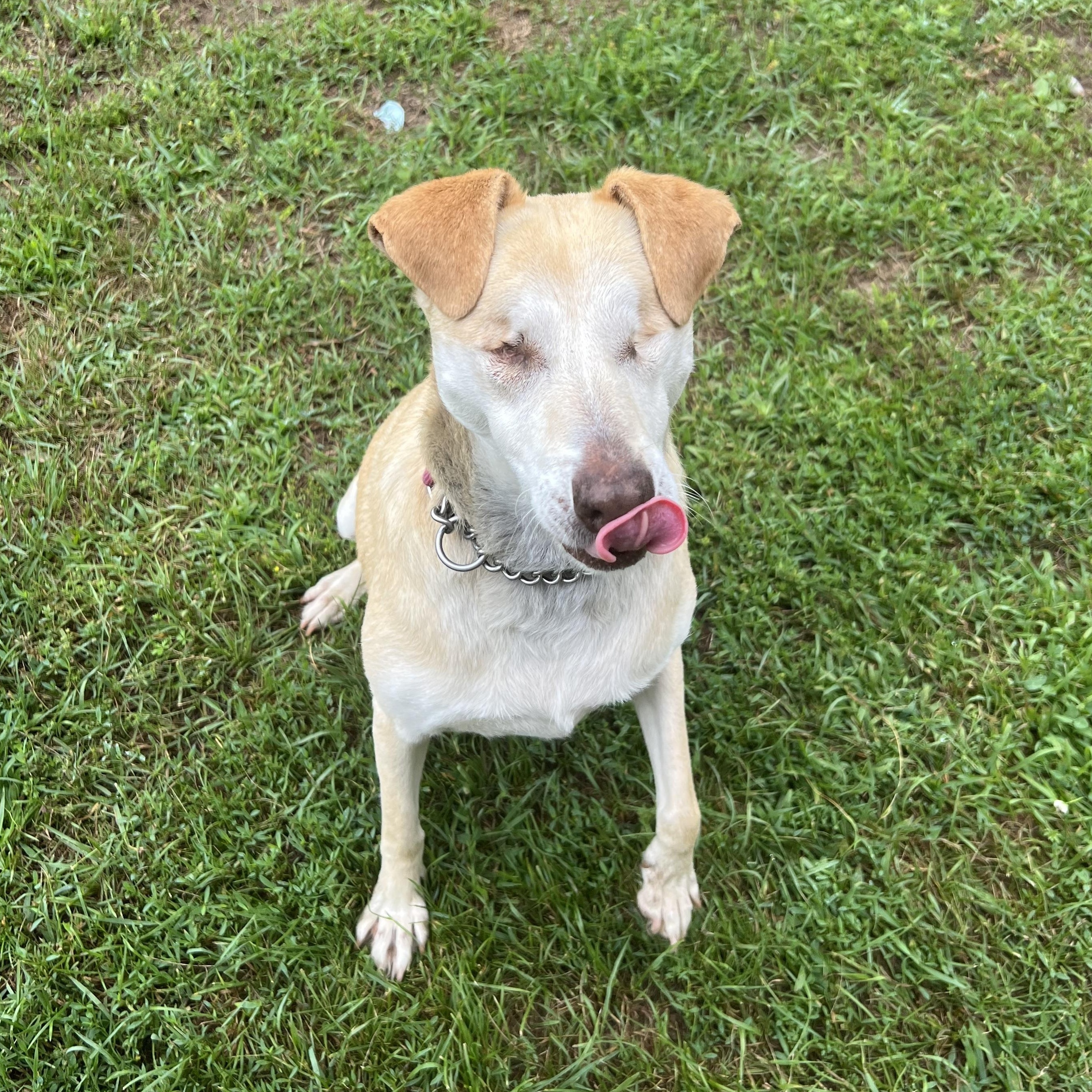 Stevie, a Adoptable mixed breed in South Saint Paul, MN image 4/5