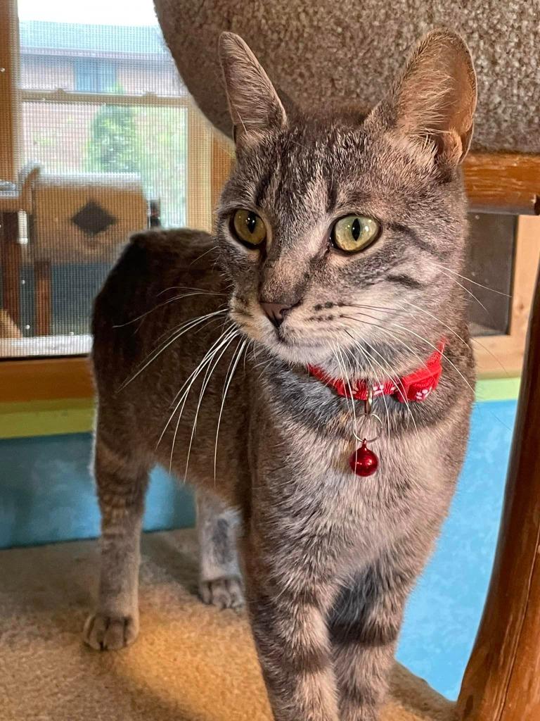 Geraldine, a Adoptable mixed breed in Rice Lake, WI image 1/2