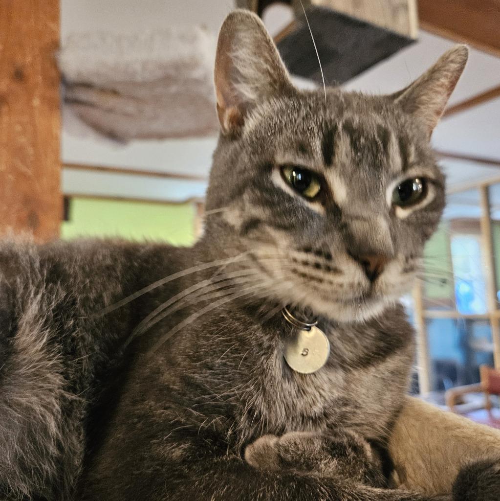 Geraldine, a Adoptable mixed breed in Rice Lake, WI image 2/2