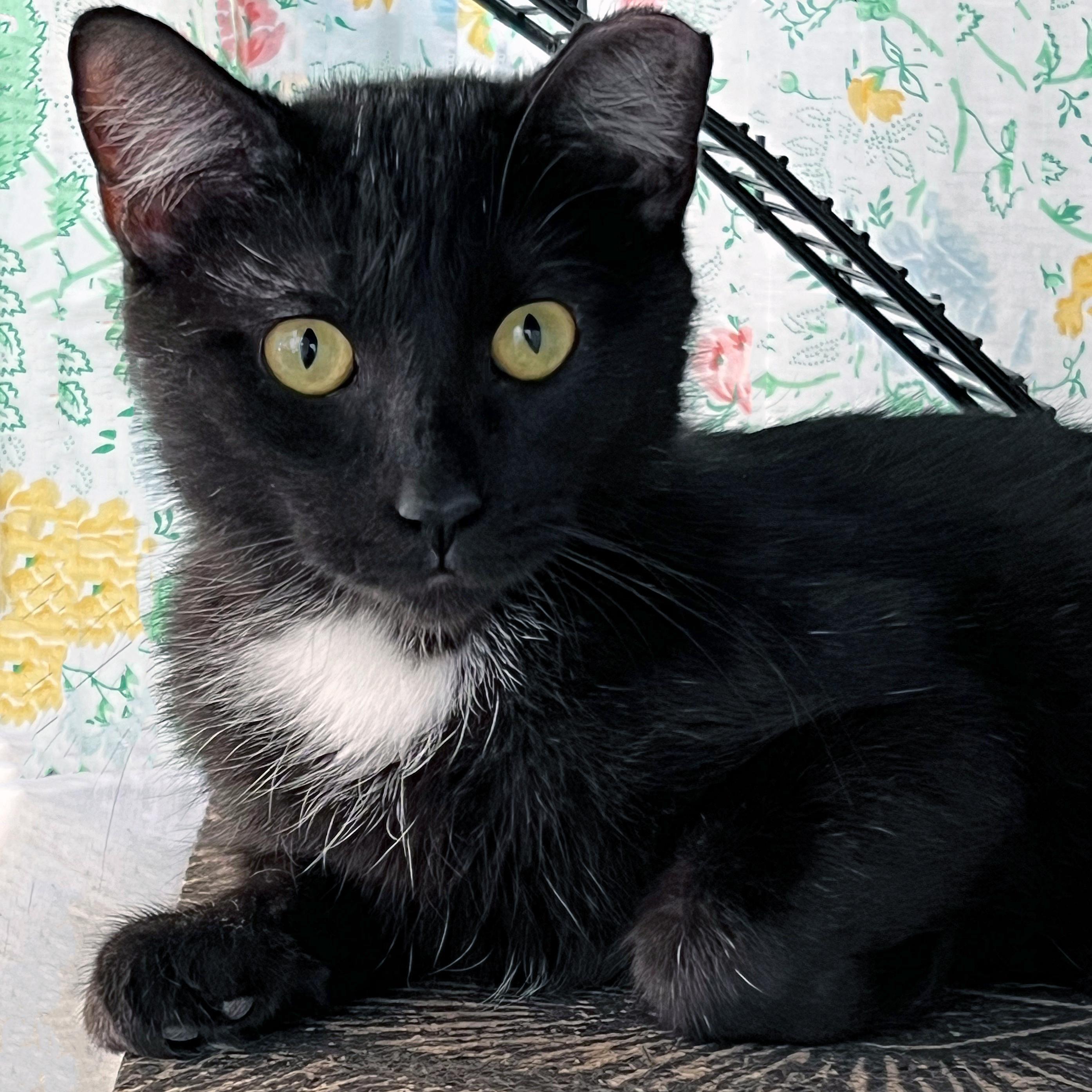 Enlarge Speckles, a Adoptable Domestic Short Hair in St. Louis, MO image 1/3