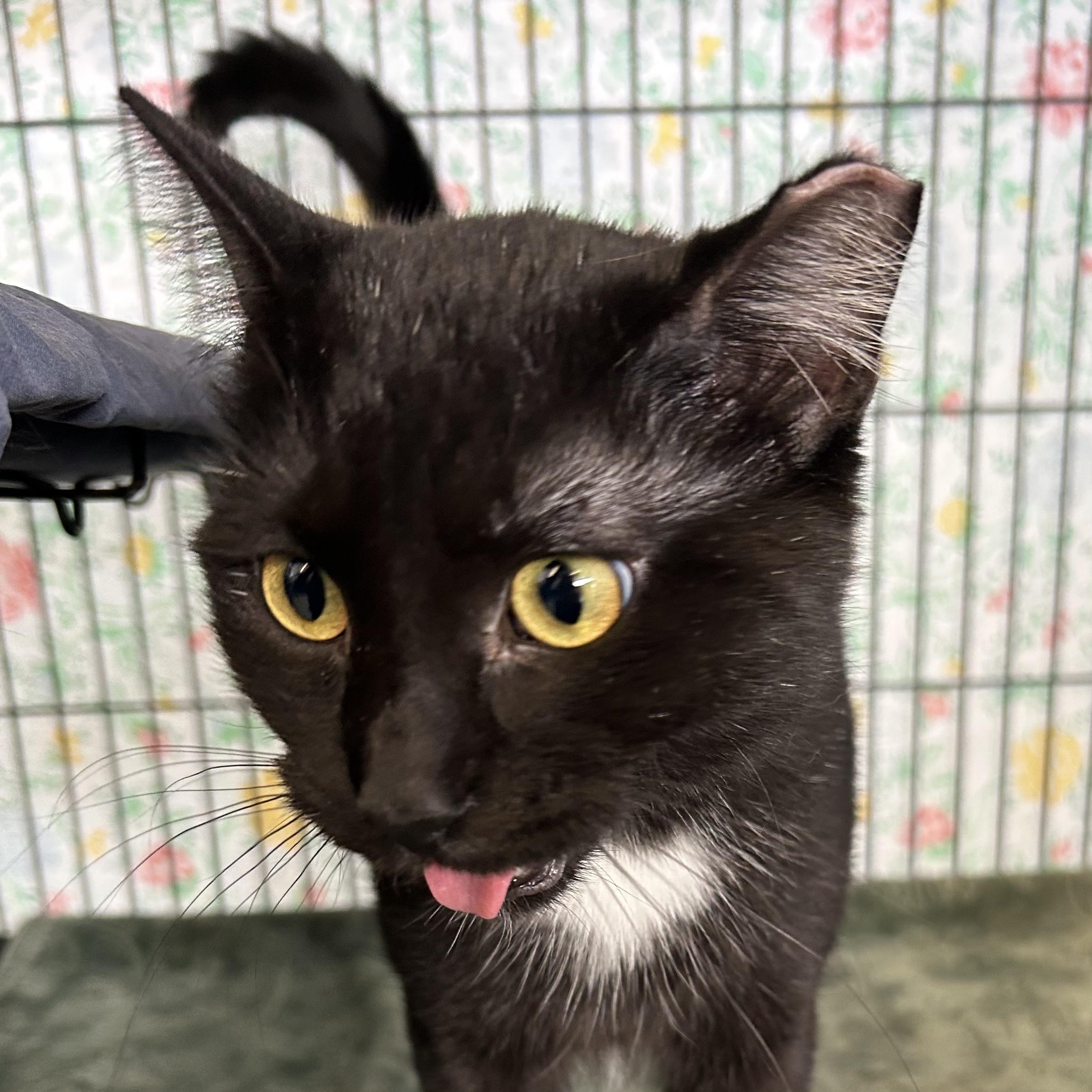 Enlarge Speckles, a Adoptable Domestic Short Hair in St. Louis, MO image 3/3