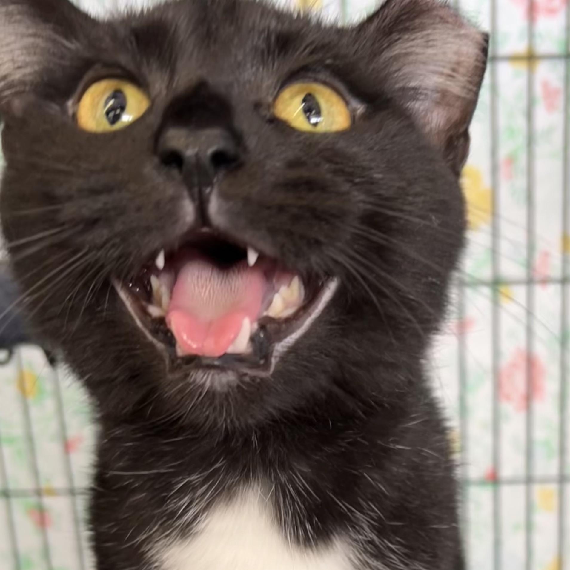 Enlarge Speckles, a Adoptable Domestic Short Hair in St. Louis, MO image 2/3