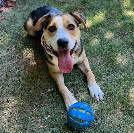 Ball-Queen Lexi, Adoptable, Young Female Labrador Retriever & Boxer.
