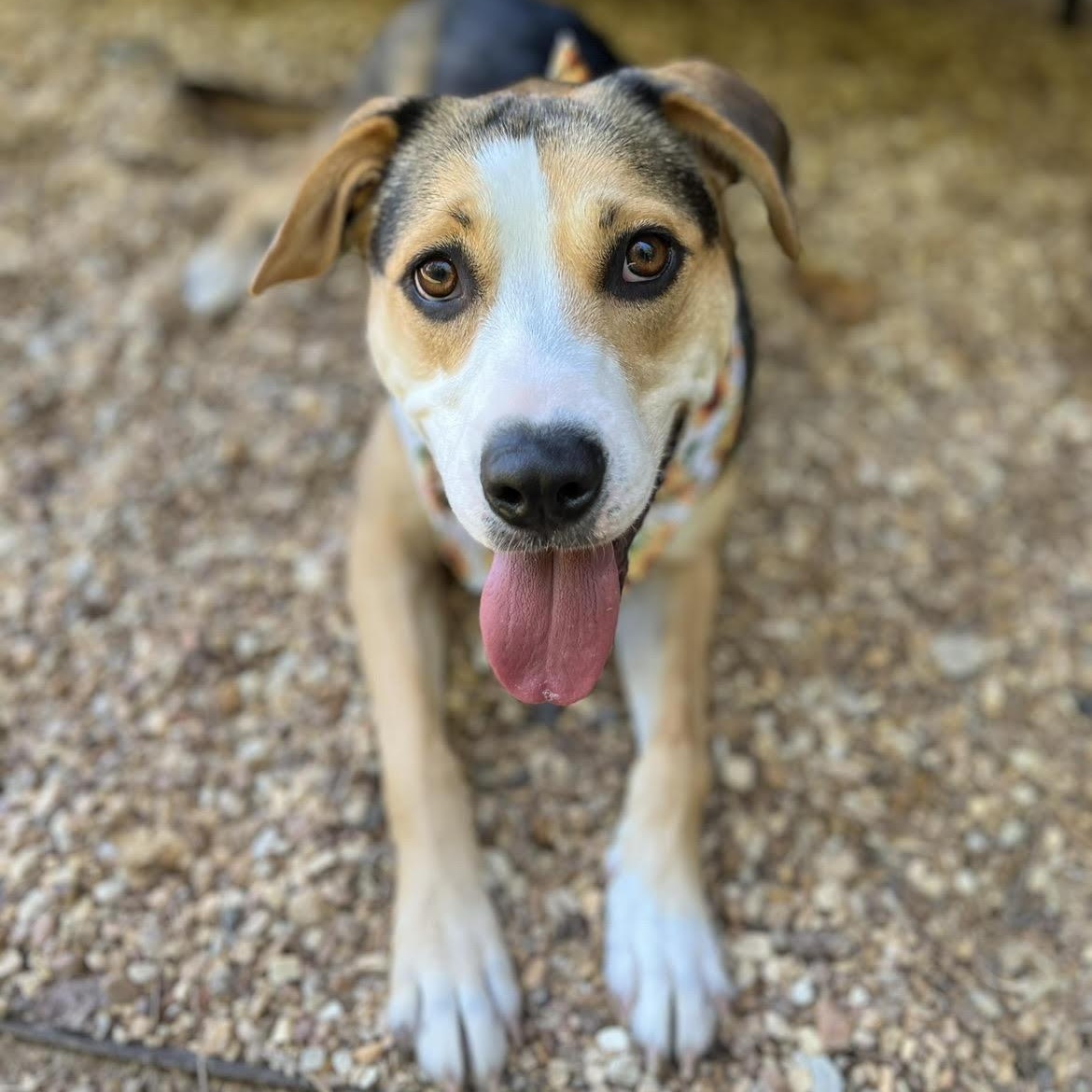 Ball-Queen Lexi, a Adoptable mixed breed in Athens, AL image 2/6