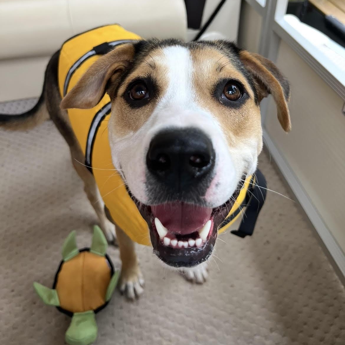 Ball-Queen Lexi, a Adoptable mixed breed in Athens, AL image 5/6
