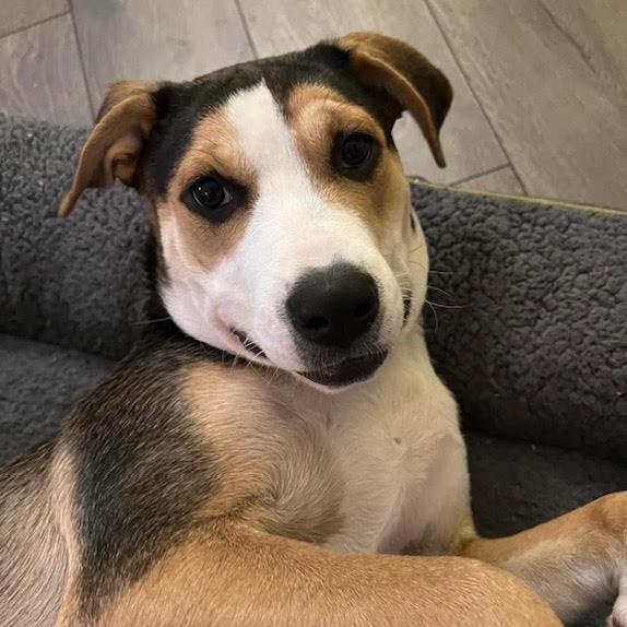 Ball-Queen Lexi, a Adoptable mixed breed in Athens, AL image 4/6