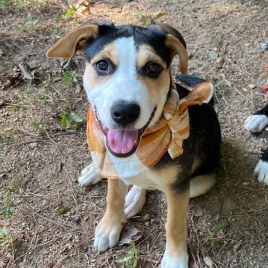 Ball-Queen Lexi, a Adoptable mixed breed in Athens, AL image 6/6