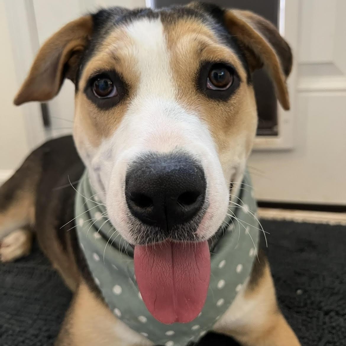 Ball-Queen Lexi, a Adoptable mixed breed in Athens, AL image 3/6