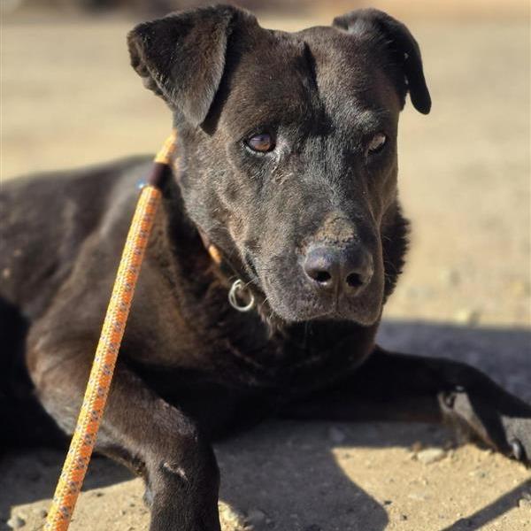 Chuck — thumbnail 3